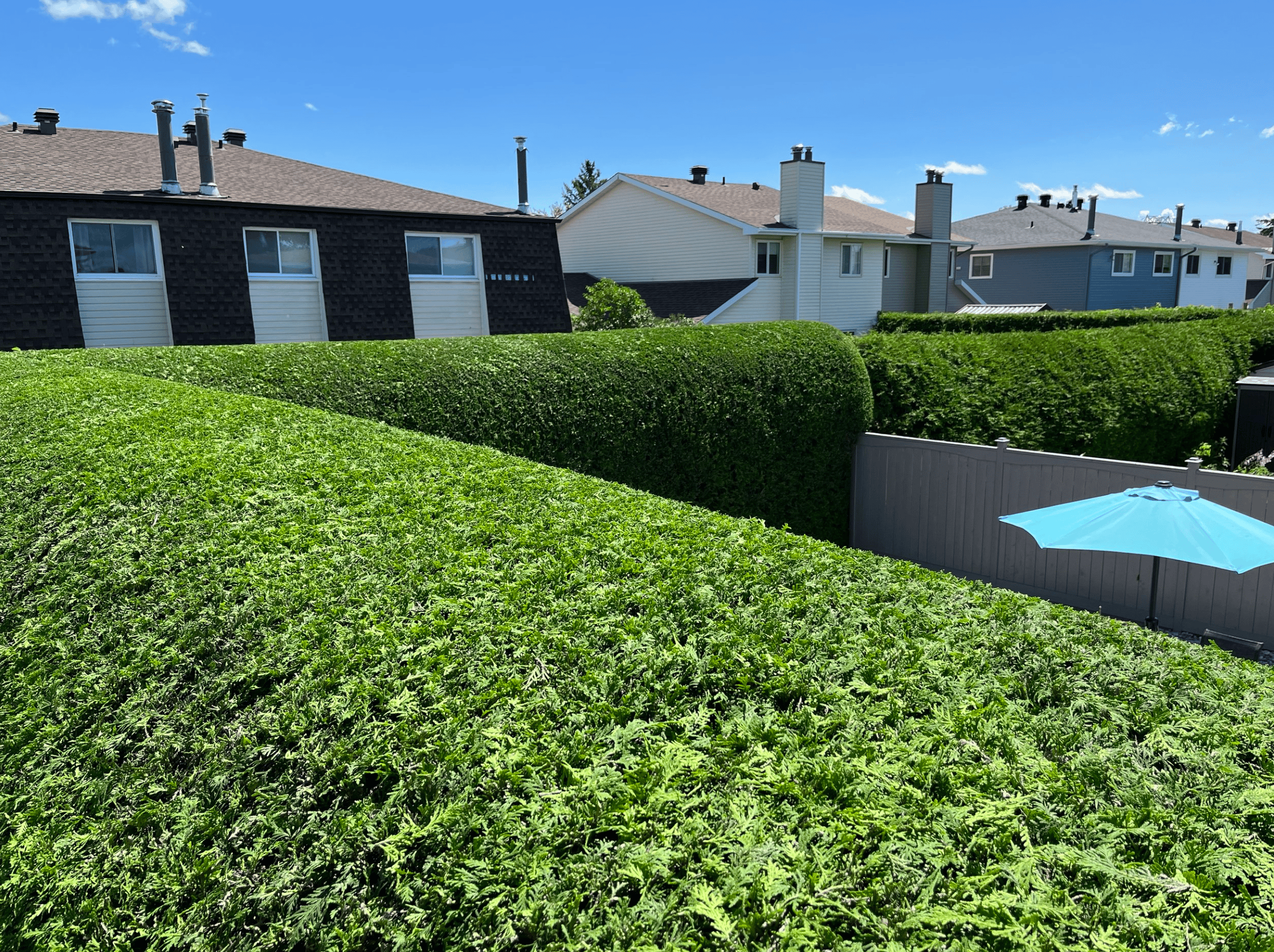 Taille de haies de cedres professionnelle a Greenfield Park