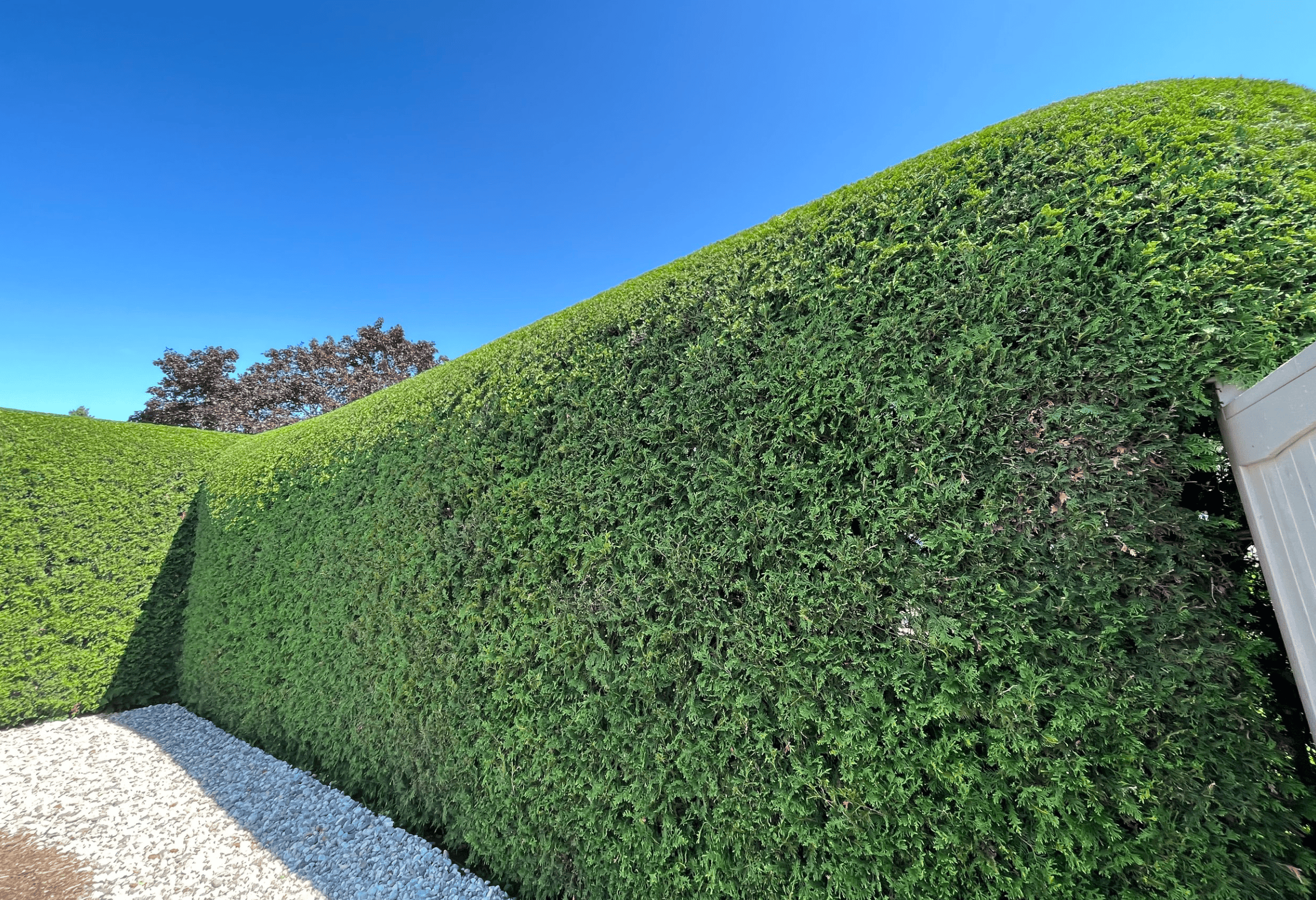 Haies de cèdres taillées