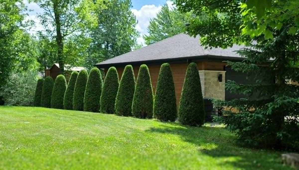 Rang&eacute;e de c&egrave;dres coniques taill&eacute;s avec pr&eacute;cision par Paysagiste Excellence &agrave; Longueuil